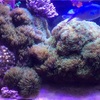 水槽の景色を一気に変えるためにデッカいサンゴをぶち込みました