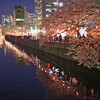 今年の桜は