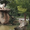 本日は猫耳で診察します