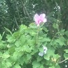 木槿