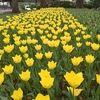 横浜公園のチューリップがもうすぐ見ごろ！？日本大通りの花壇とあわせてどうぞ❤