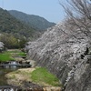 本日の桜。その２。