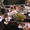 傍花閣の桜とメジロ🌸