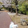 桜の季節～ゆっくりお散歩楽しんだよ♪