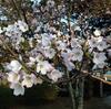 城崎温泉 桜（サクラ）の開花情報。（東山公園）