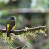 Ornate Flycatcher キゴシタイランチョウ
