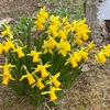 春の花コーディネート　水仙