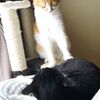 猫達がお気に入りのベッドを取り合った結果・・・残念なことに！ｗ【動画】