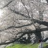 【京都八幡の背割堤さくらまつり🌸と『そうだ京都行こう』の石清水八幡宮⛩】