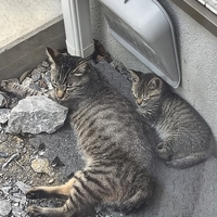 庭のノラさんたち