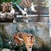 アムールタイガーローラさんと赤ちゃん達