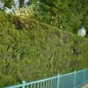 メジロとヤツデ
