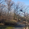 野鳥探し　都立桜ヶ丘公園