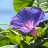 梅雨の晴れ間に咲く朝顔の花