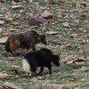 鳥というより動物と花　２