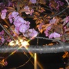 夜の山桜