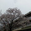 桜の季節　上尾西バドミントン同好会