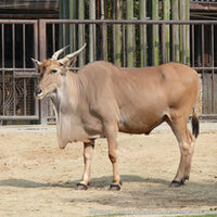 エランドのいる動物園は 飼育展示動物園とエランド情報まとめ アリエスコム Ariescom エランドのいる動物園は 飼育展示動物園とエランド情報まとめ アリエスコム Ariescom