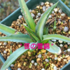 アガベ・4  笹の雪錦  Agave victoriae-reginae " variegata "