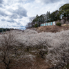 観音山梅の里~梅の雲海広がる日