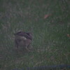 庭に来る新顔の鳥に花一輪