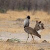 アフリカオオノガン(Kori Bustard)