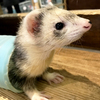 小動物カフェでメロメロにされた