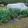 野菜の収穫