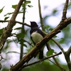 鳥撮の準備