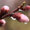 雨に濡れる桃