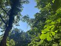 2025年7月の平家平バンディング