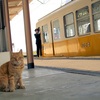 岡本駅で出会う猫