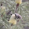 ギンホオミツスイ(Western Wattlebird)