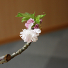 温泉の桜