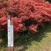 ツツジの徳仙丈山