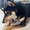 黒柴 🐶 つん