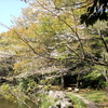 ４月６日護国神社の桜