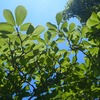新緑（しんりょく）・若葉（わかば）・新樹（しんじゅ）