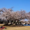 姉妹桜「金沢市民芸術村」