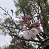 真清田の神さまのふところで、今年初めての桜を愛でること。