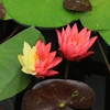滋賀「草津市立水生植物公園みずの森」スイレン　2025