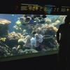 【新型コロナウイルス】ワイキキ水族館が再び一時休館