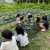 【２年生】野菜の観察