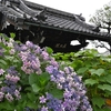✿長久院の紫陽花