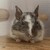 しろごまあん1334日目