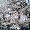  15k都立桜ヶ丘公園