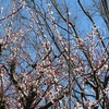 東京都薬用植物園_2（東京都小平市）