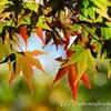 【撮りおろし今日の昼活】東京の紅葉