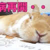 【ミニウサギ】うさぎの闘病・・食欲不振からの強制給餌まさかの再開・・。