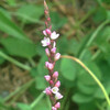 (173) Persicaria longiseta